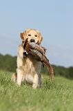 GOLDEN RETRIEVER 412